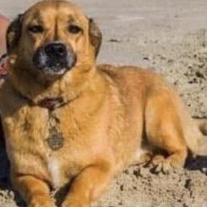 Image of Nala, Lost Dog