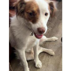 Image of Maxx, Lost Dog