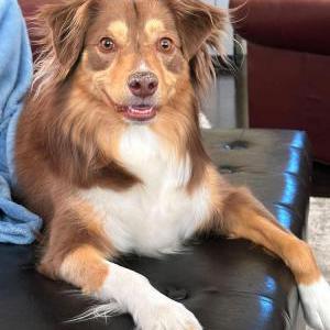 Lost 1 Lola (NV)