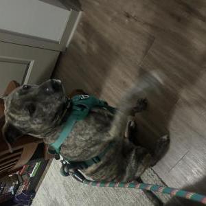 Image of Rocky, Lost Dog