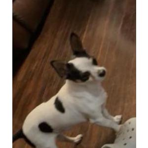 Image of Coco, Lost Dog