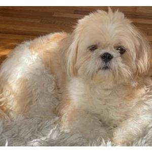 Image of Chase, Lost Dog