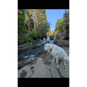 Image of Dandy lion, Lost Dog