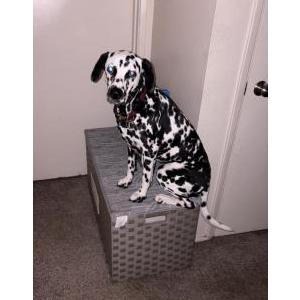 Lost Dog Bella