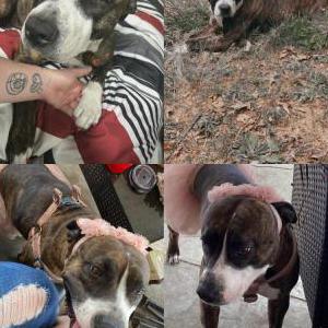 Image of Bella, Lost Dog