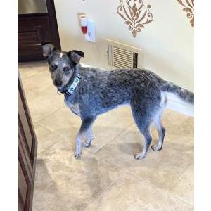 Image of CHEESE PUFF, Lost Dog