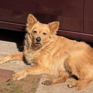 Image of Tucker, Lost Dog