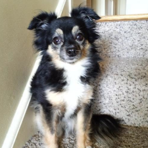 Image of Baby, Lost Dog