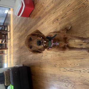 Image of Lady, Lost Dog