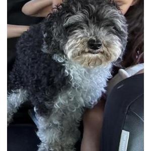 Image of Rocco, Lost Dog
