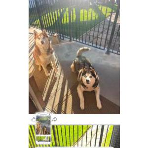 Image of Drago & Khaleesi, Lost Dog