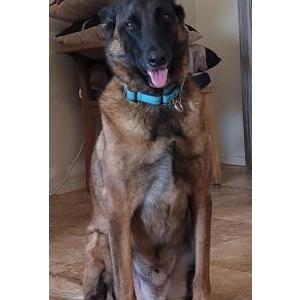 Image of Kuma, Lost Dog