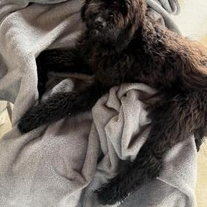Lost 1 Maya (California)