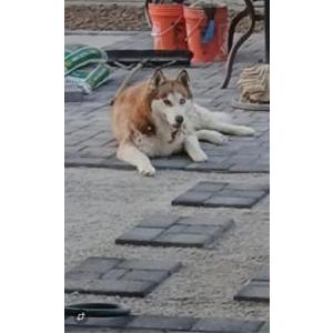 Image of Drago, Lost Dog