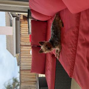 Image of Nola, Lost Dog