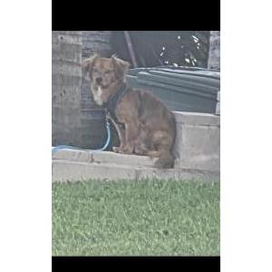 Image of unknown, Found Dog