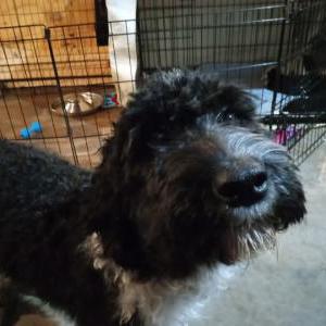 Image of Josie, Lost Dog