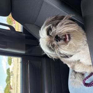 Image of unknown, Found Dog