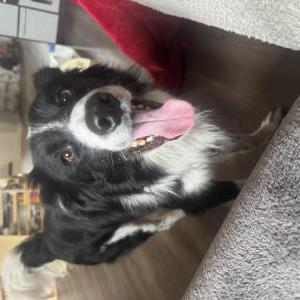 Image of Bandit, Lost Dog