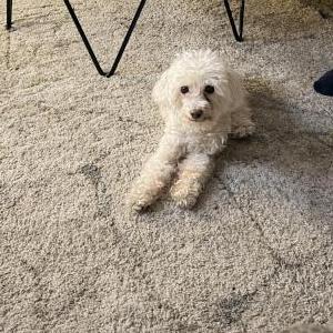 Image of Camila, Lost Dog