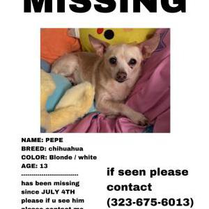 Image of Pepe, Lost Dog
