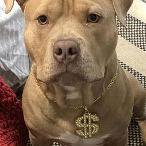 Image of Cashew, Lost Dog