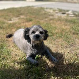 Lost 1 Walle (TX)
