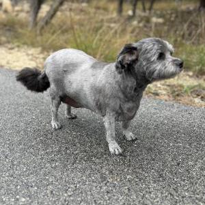 2nd Image of Walle, Lost Dog