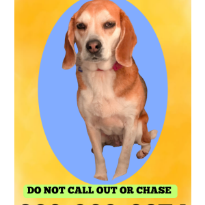 Image of Cookie, Lost Dog