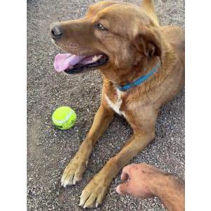 Image of Rocky, Lost Dog