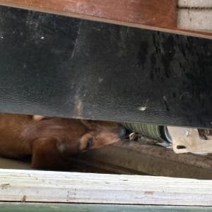 Image of Unknown, Found Dog