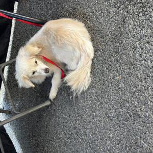 Image of Unlnown, Found Dog