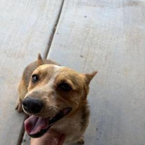 Image of Unknown, Found Dog