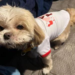 Image of Coco, Lost Dog