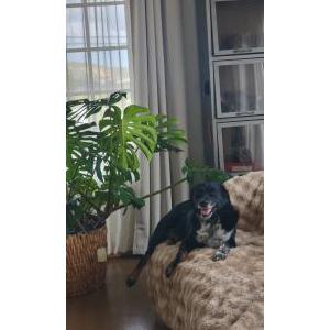 Image of Macchiato, Lost Dog