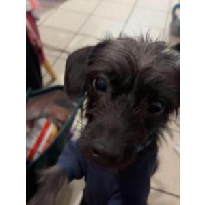 Image of Dobby, Lost Dog