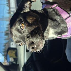 Lost Dog Luna