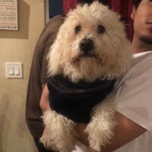 Image of Bruno, Lost Dog