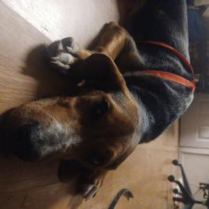 Image of Unknown, Found Dog