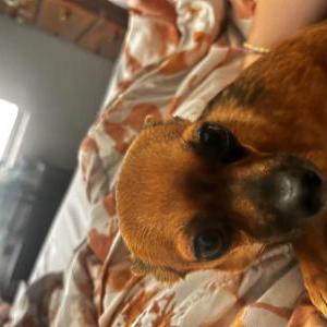 Image of Unknown, Found Dog