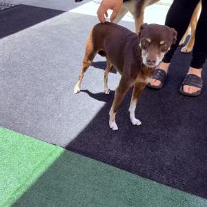 Image of Unknpwn, Found Dog