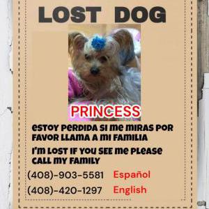 Image of Princess, Lost Dog