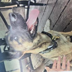 Image of Erza, Lost Dog