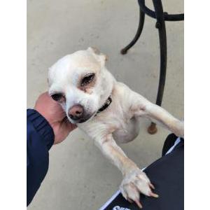 Image of Scooter, Lost Dog