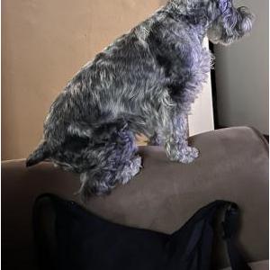 Image of Pepper, Lost Dog