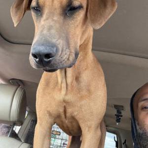 Image of Tank, Lost Dog