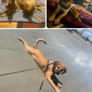 Image of Flash, Lost Dog