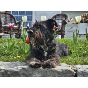 Image of Pluto, Lost Dog
