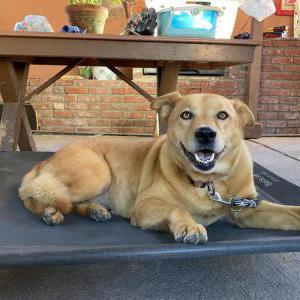 Image of Dolly, Lost Dog