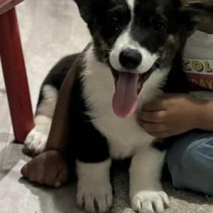 Image of Dogy, Lost Dog